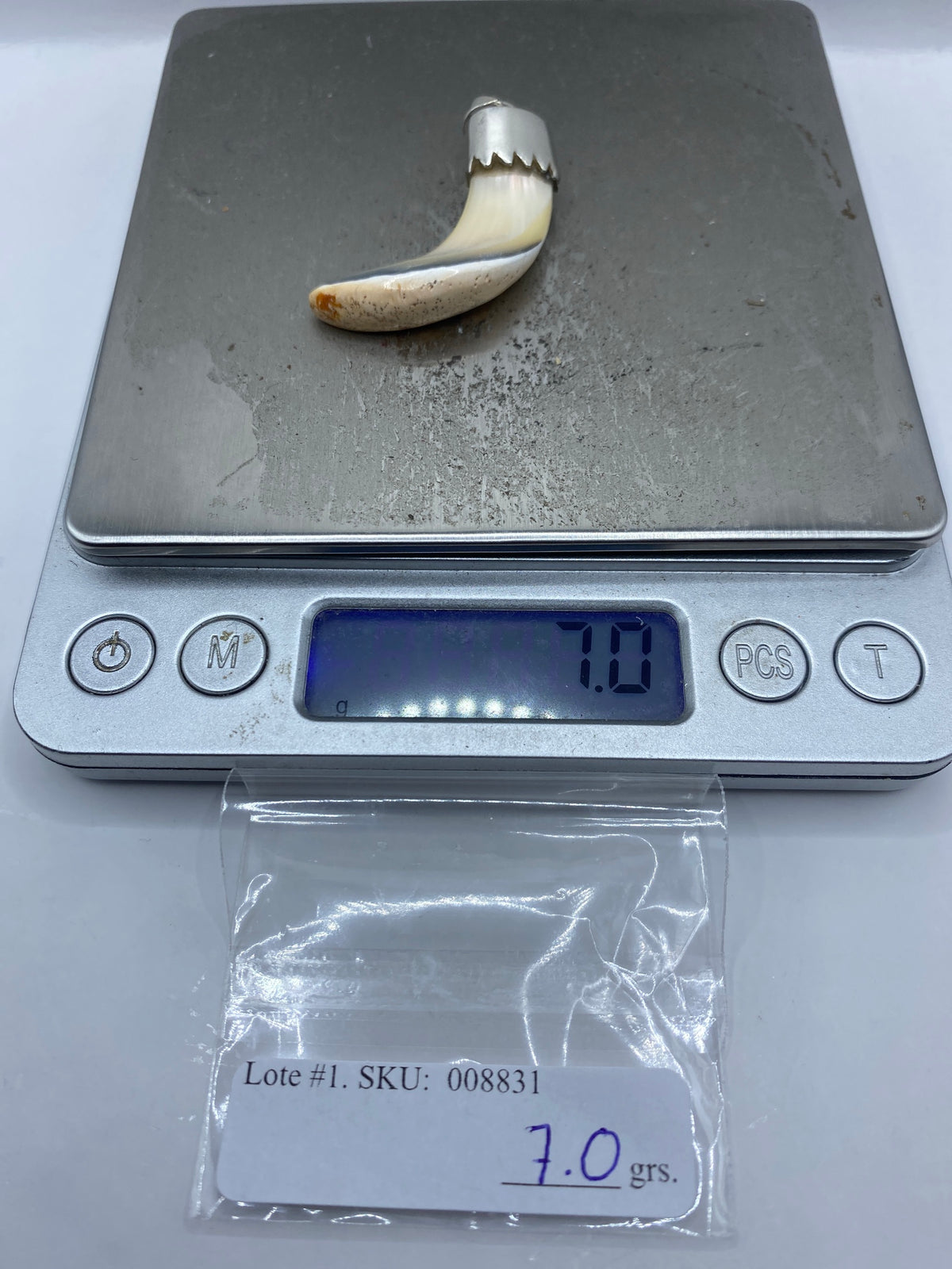 Dije de Plata con Colmillo de Concha — Taxco 925 — foto 6